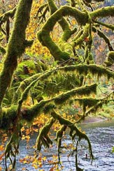 mossy maples thumbnail graphic